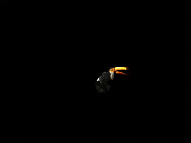 Toucan Trick - Play Dead.gif